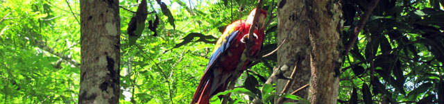 Central Florida Honduras Commission Rotating Header Image